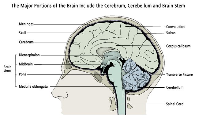Parts of the Brain: Anatomy, Functions, and Conditions