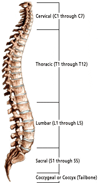 spinal column illus001